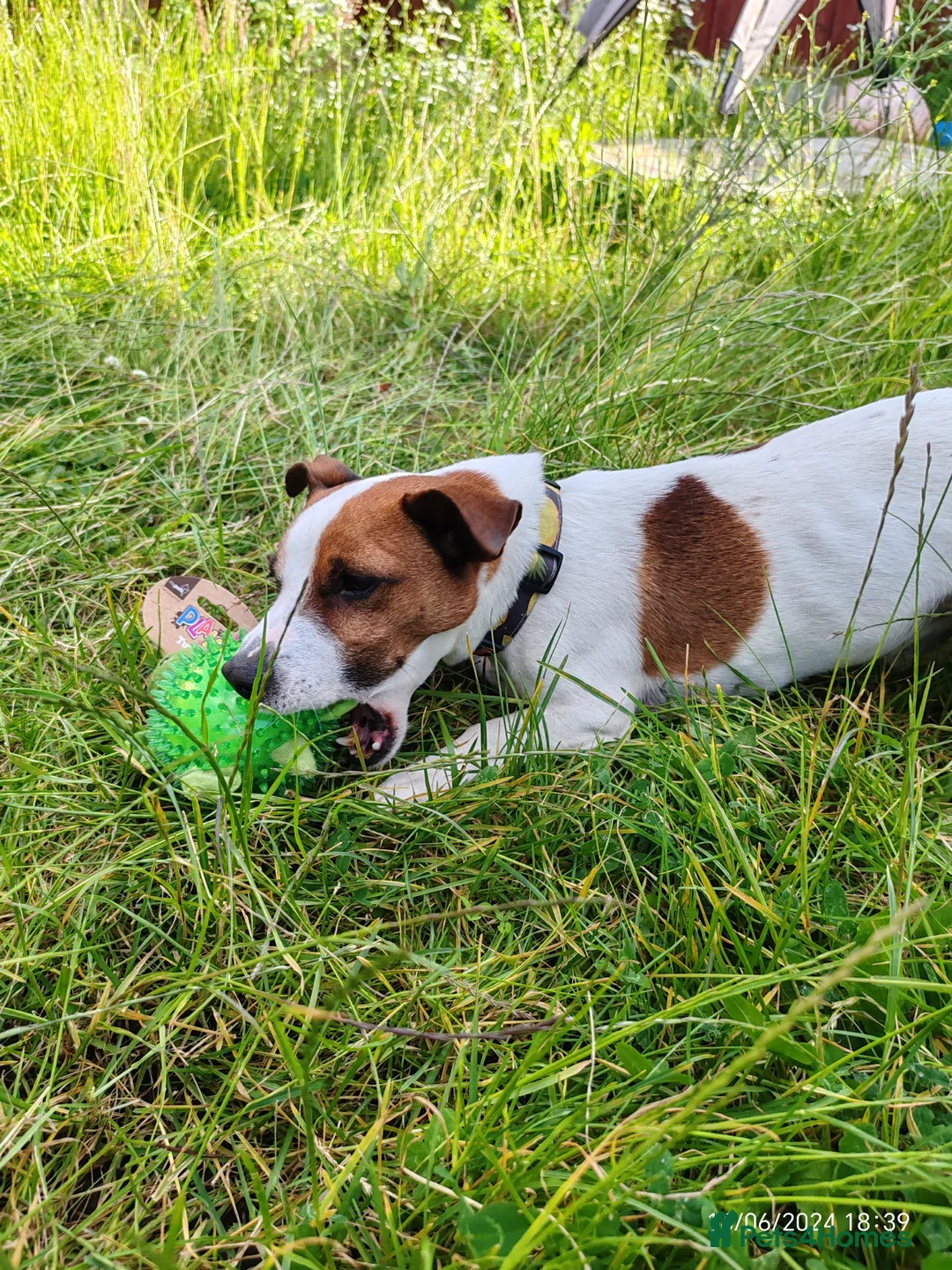 Jack Russell dogs for stud: Handsome Jack Russel boy for Stud in Doncaster - Advert 9