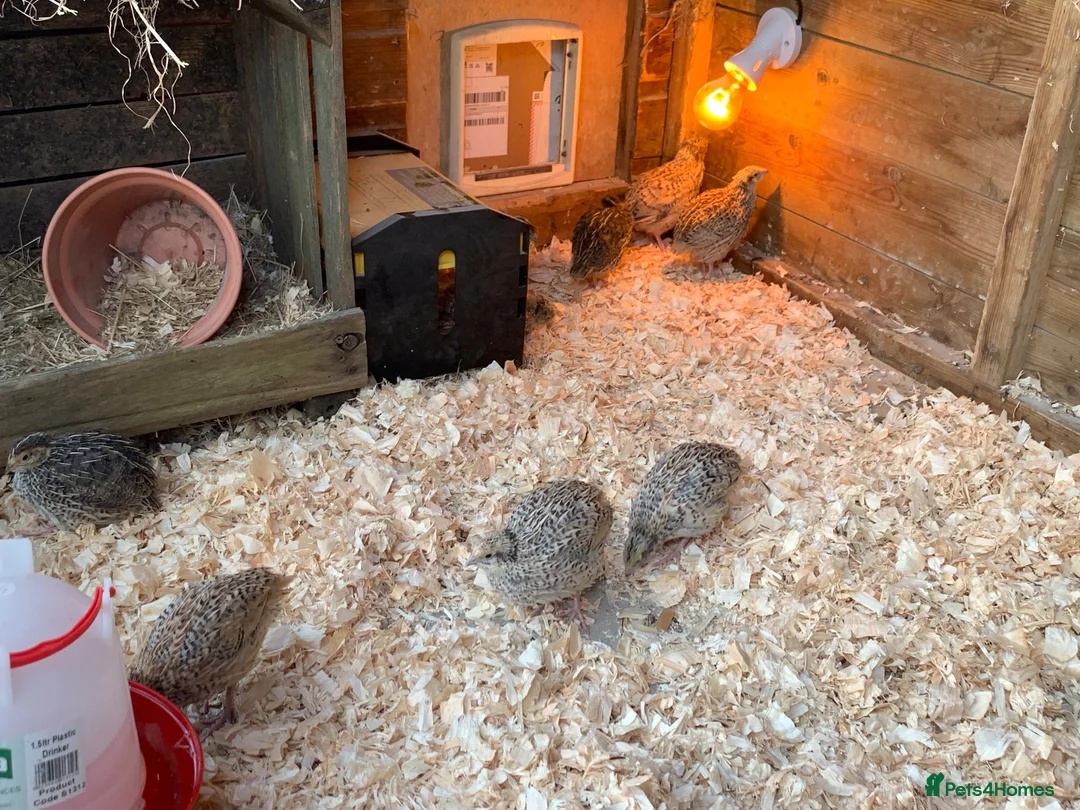 Quail poultry for sale: Baby quail ready for new home in Wells - Advert 5