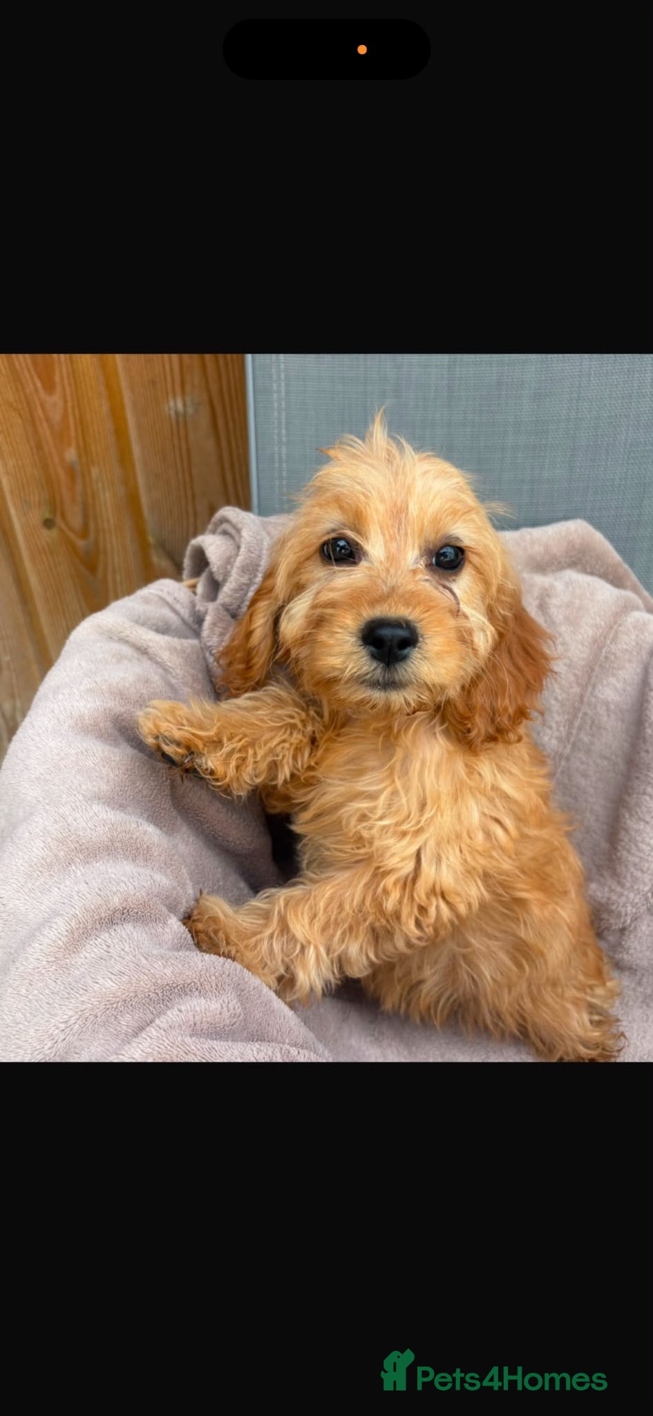 Mixed Breed dogs F1 cockapoo puppy’s  - Advert 1