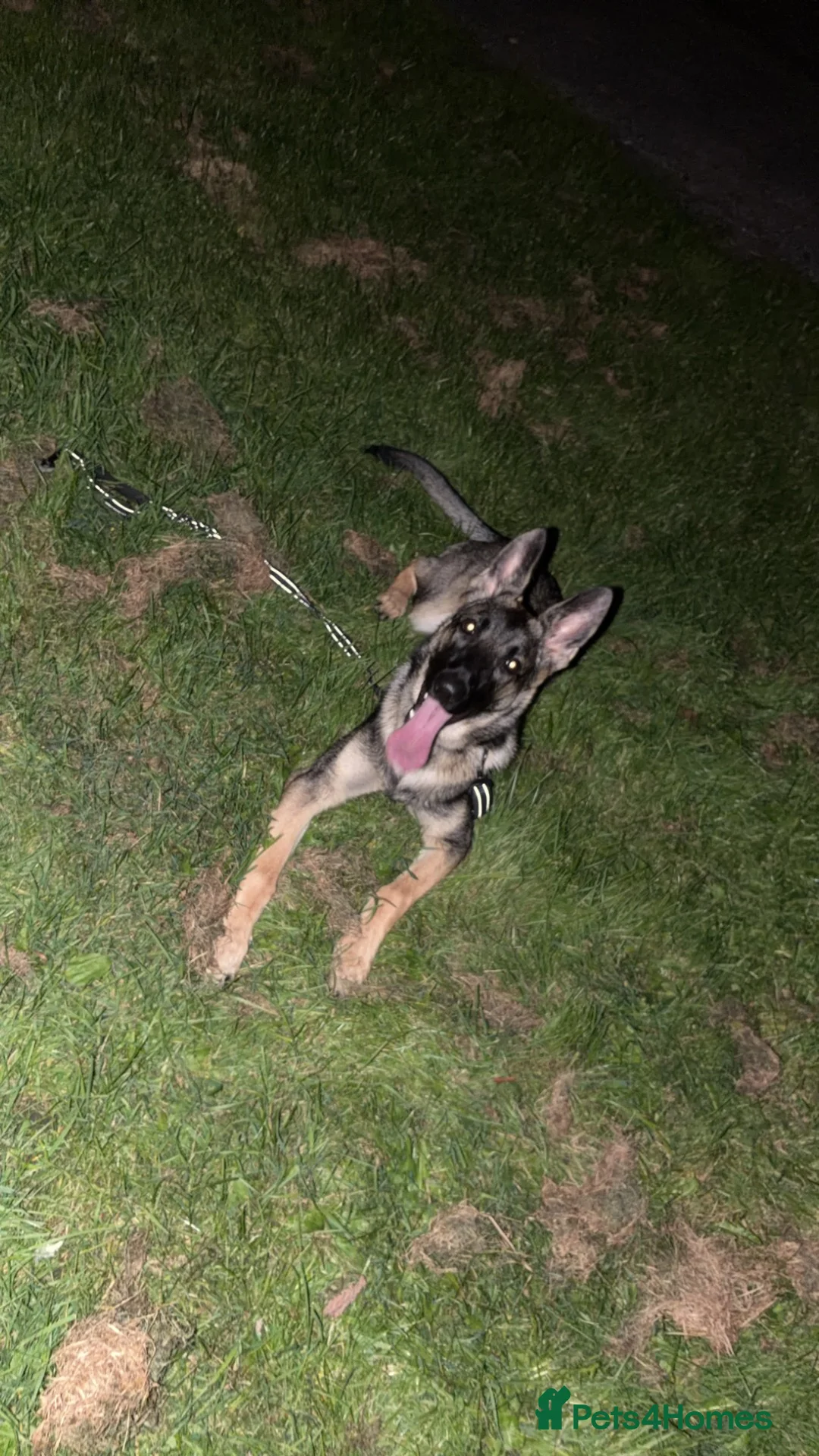 German Shepherd dogs for sale: 6 month old German shepherd for sale in Bradford - Advert 2
