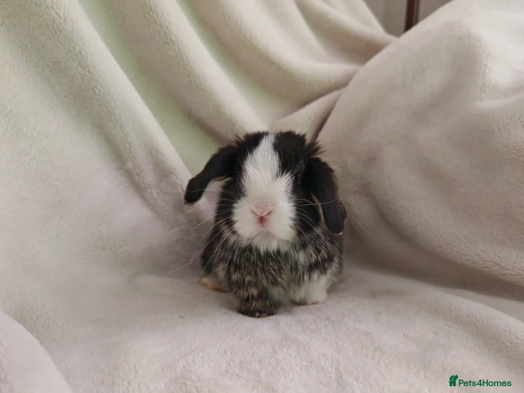 Mini Lop rabbits for sale: Beautiful Baby Mini Lops  - Advert 4