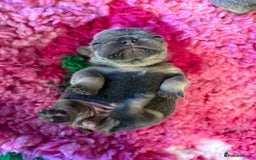 French Bulldog dogs for sale: Chunky French bulldog puppies  - Image 36