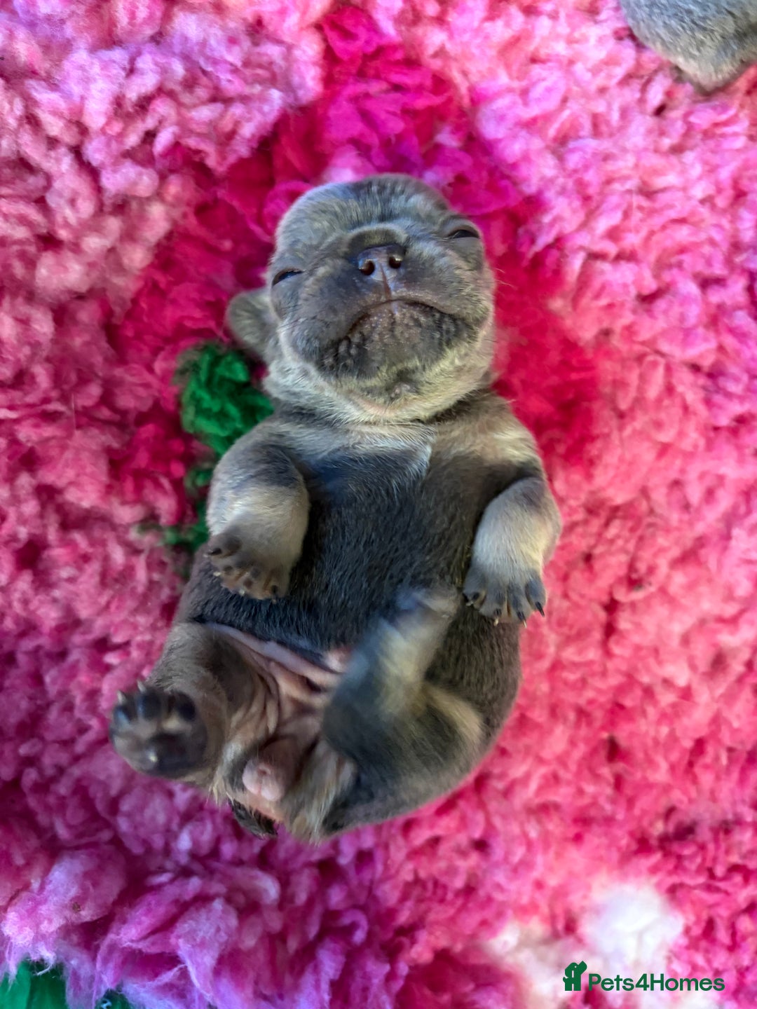 French Bulldog dogs for sale: Chunky French bulldog puppies  - Image 36