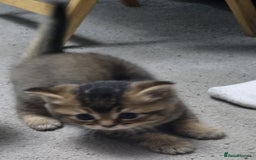 Scottish Fold cats for sale: Scottish Fold kittens x3 - Image 3