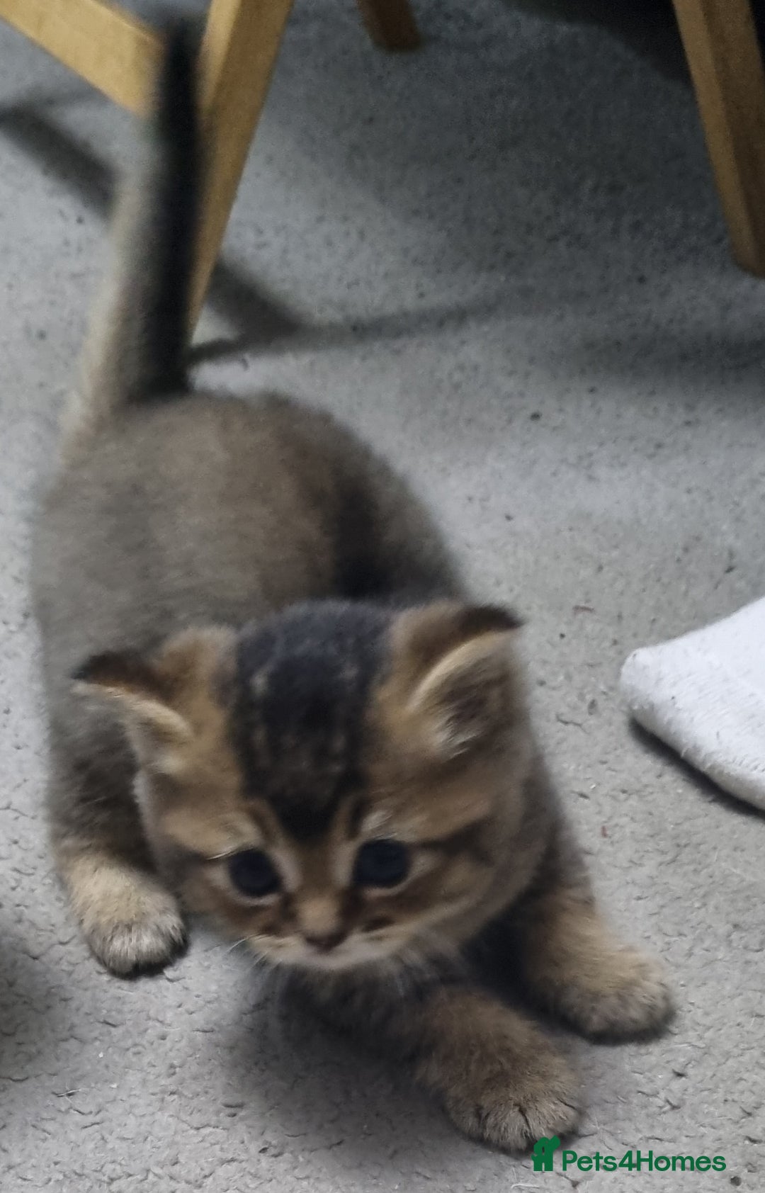 Scottish Fold cats for sale: Scottish Fold kittens x3 - Image 3
