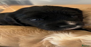 Cocker Spaniel dogs - Advert 2