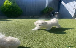 Maltipoo dogs for sale: Maltichon Puppy Looking for His Forever Home - Image 12