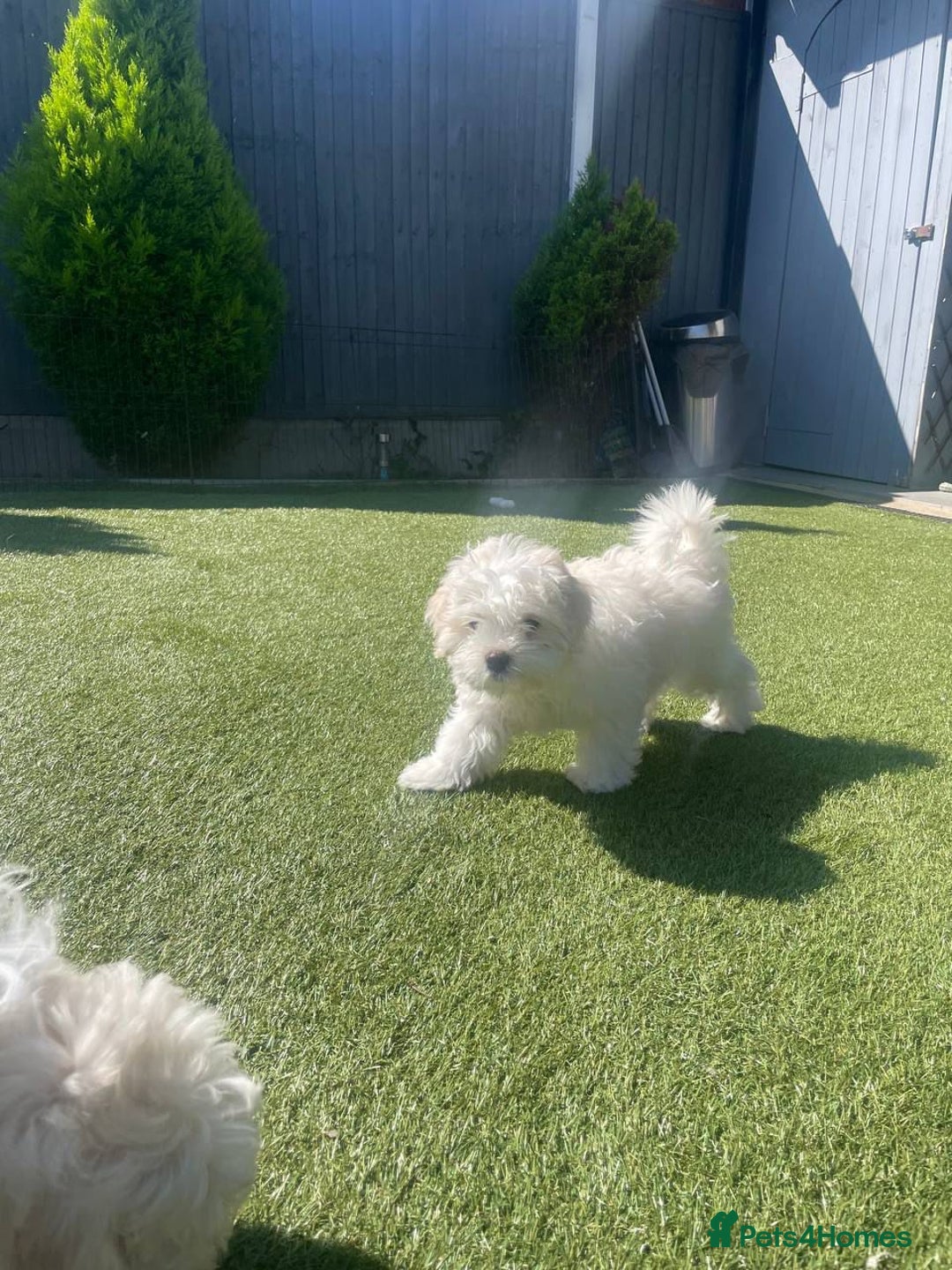Maltipoo dogs for sale: Maltichon Puppy Looking for His Forever Home - Image 12