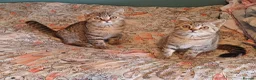 British Shorthair cats for sale:   Last Two boys Ready to leave🐱 - Advert 1