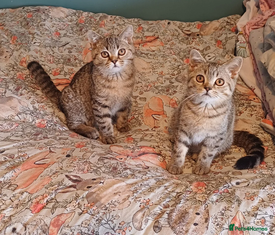 British Shorthair cats for sale:   Last Two boys Ready to leave🐱 - Advert 1