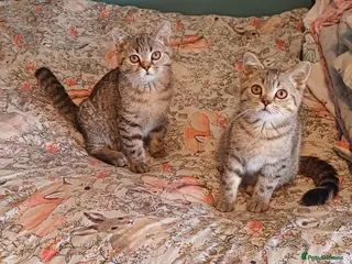 British Shorthair cats Last Two boys Ready to leave🐱 - Advert 2