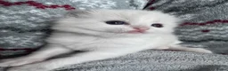 Ragdoll cats for sale: 🏆gccf ragdoll kitten-exceptional pedigree - Advert 15