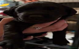 Labrador Retriever dogs for sale: Stunning litter of pure bred black Labrador pups  - Image 13