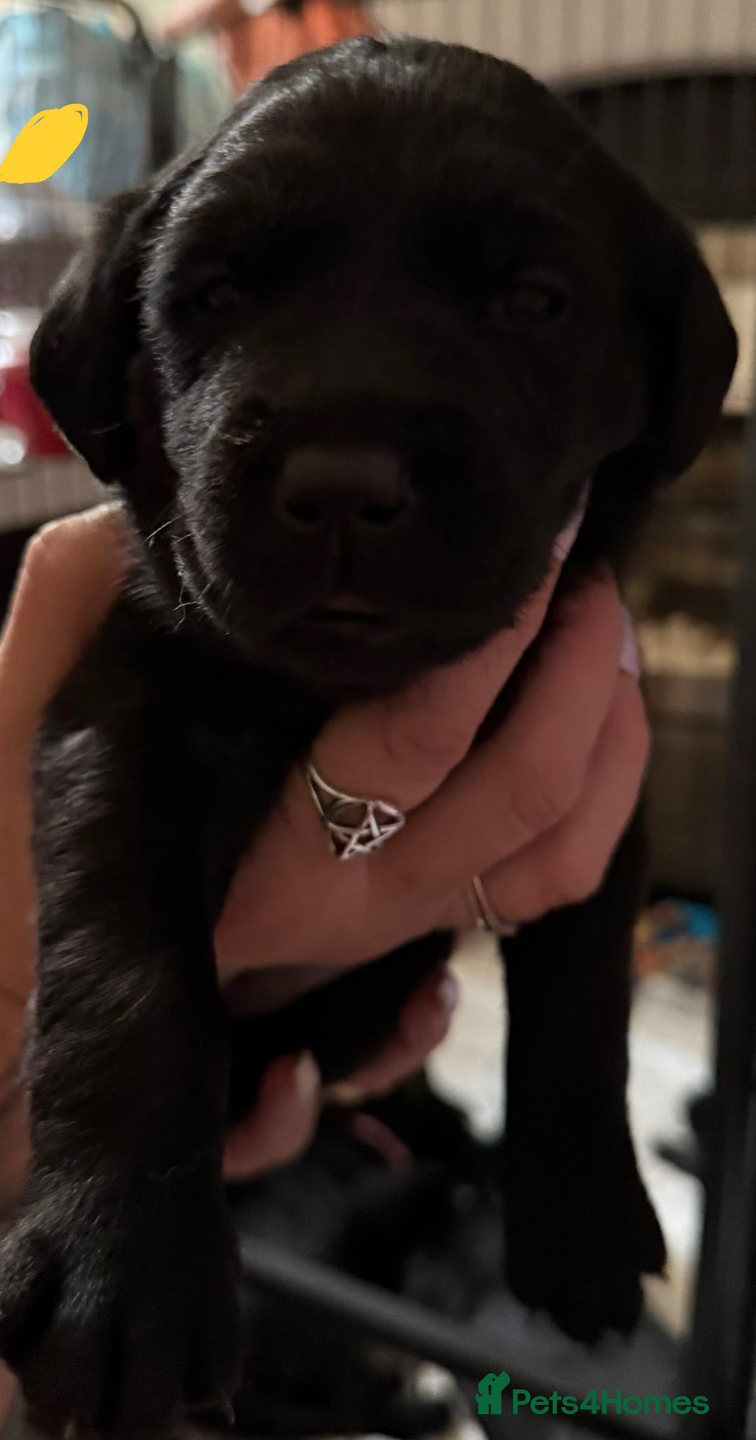 Labrador Retriever dogs for sale: Stunning litter of pure bred black Labrador pups  - Image 13