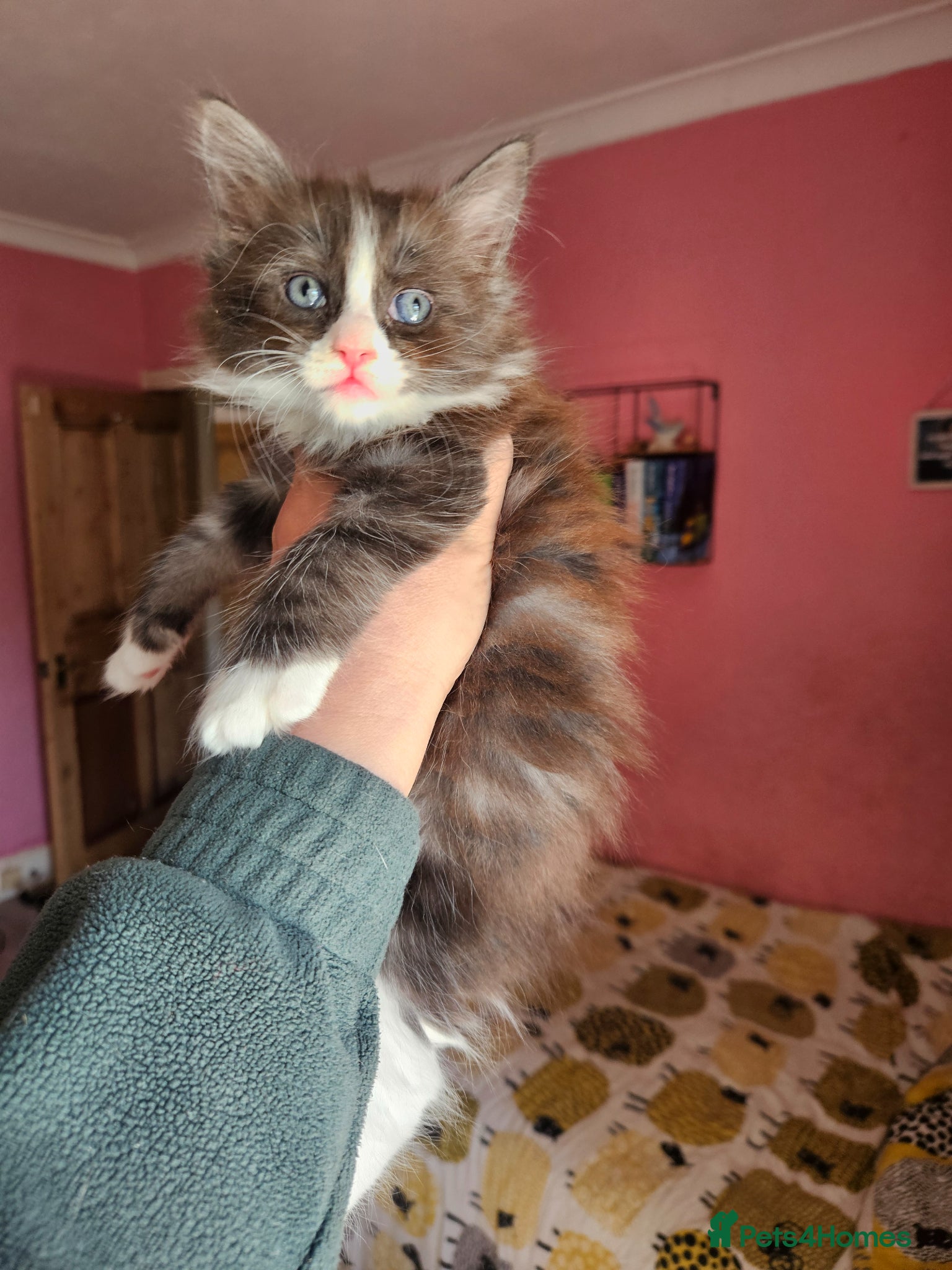 Ragcoon cats Fabulous mainecoon cross ragdoll - Advert 3