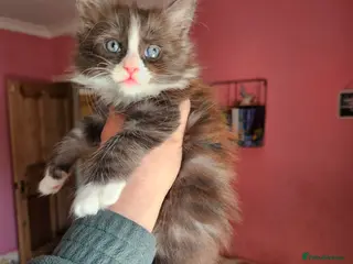 Ragcoon cats Fabulous mainecoon cross ragdoll - Advert 3