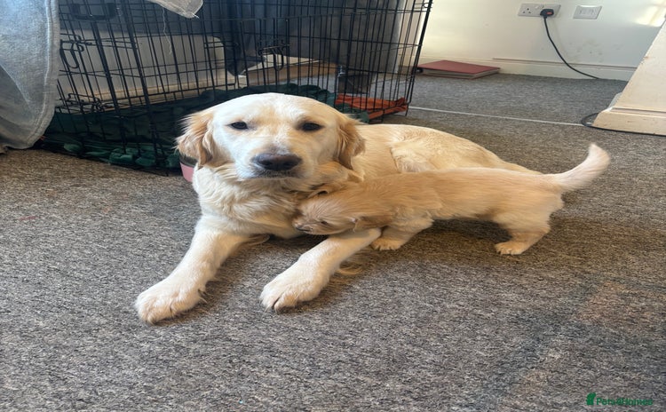 Golden Retriever dogs - Advert 3