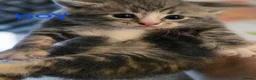 Mixed Breed cats for sale: 3 kittens mixed breed - Advert 14