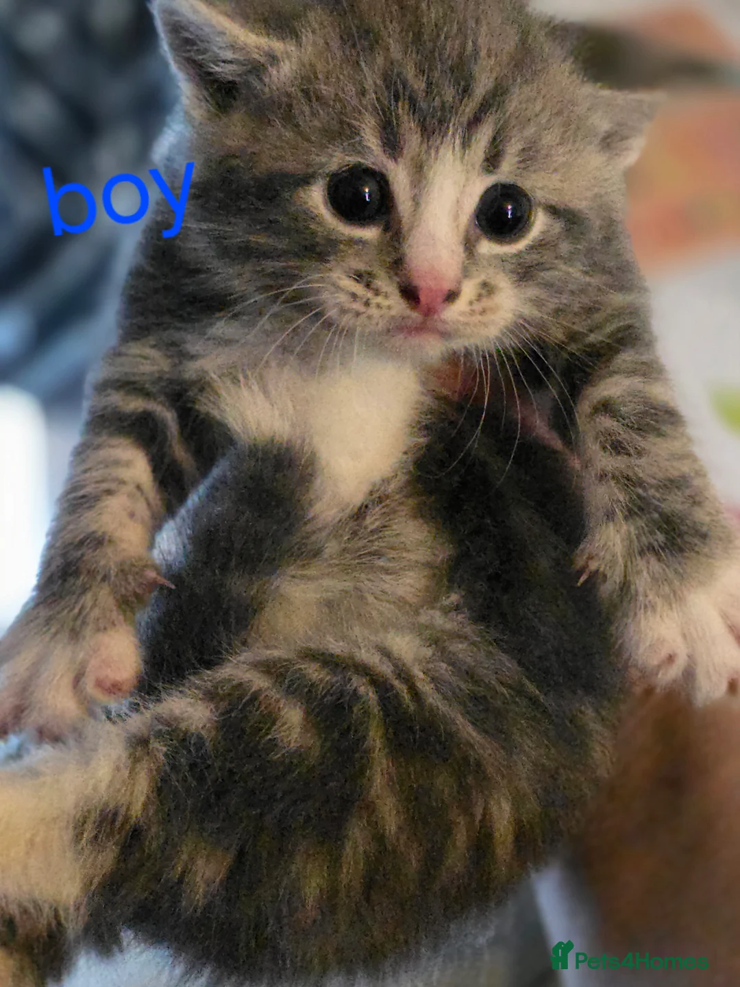 Mixed Breed cats for sale: 3 kittens mixed breed - Advert 14