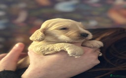 Cocker Spaniel dogs for sale: 7 gorgeous little cocker spaniel pups - Advert 1