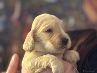 Cocker Spaniel dogs 7 gorgeous little cocker spaniel pups - Advert 19