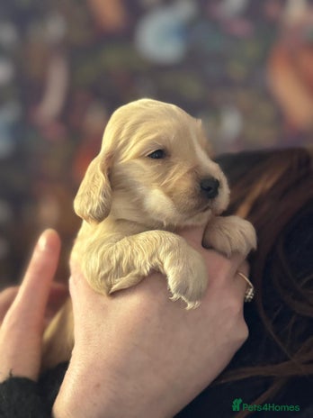 Cocker Spaniel dogs 7 gorgeous little cocker spaniel pups - Advert 1