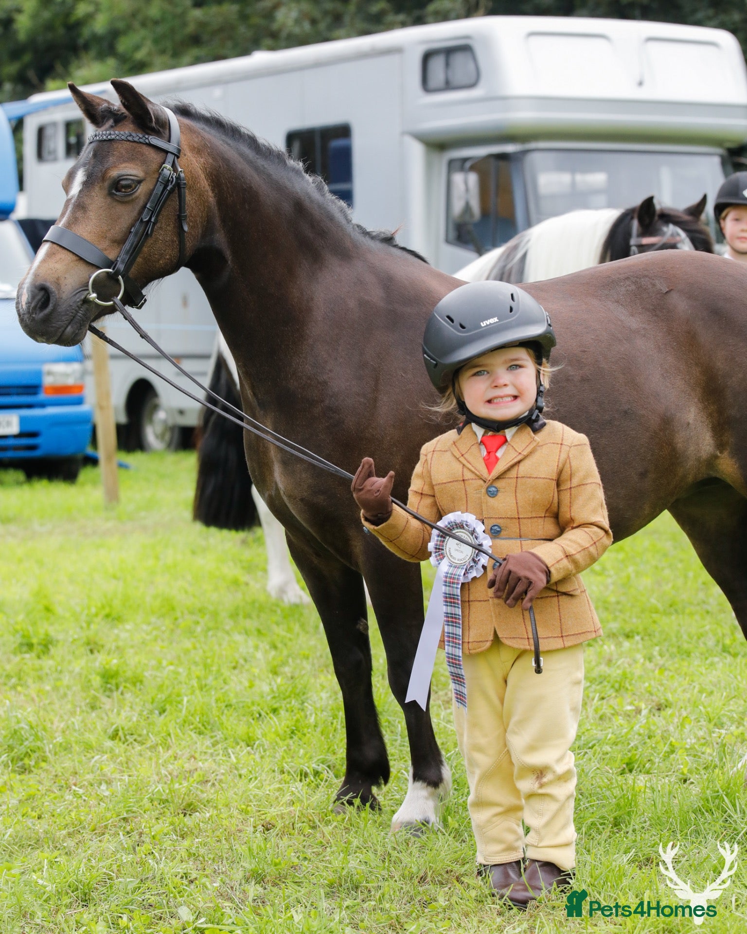 Welsh Section A horses for sale:  Princess Poppy – 11.2, 15yo Dun Welsh A Mare - Advert 1