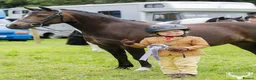 Welsh Section A horses for sale:  Princess Poppy – 11.2, 15yo Dun Welsh A Mare - Advert 1