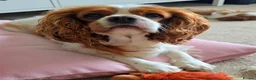 Cavalier King Charles Spaniel dogs for sale: “KC Registered Blenheim Cavalier King Charles Sp - Advert 6