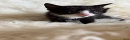 Mixed Breed cats for sale: Home Reared Kittens – ready Sat 11th July - Advert 16