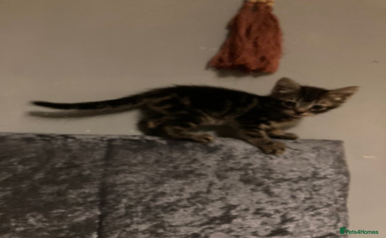 Mixed Breed cats - Advert 3