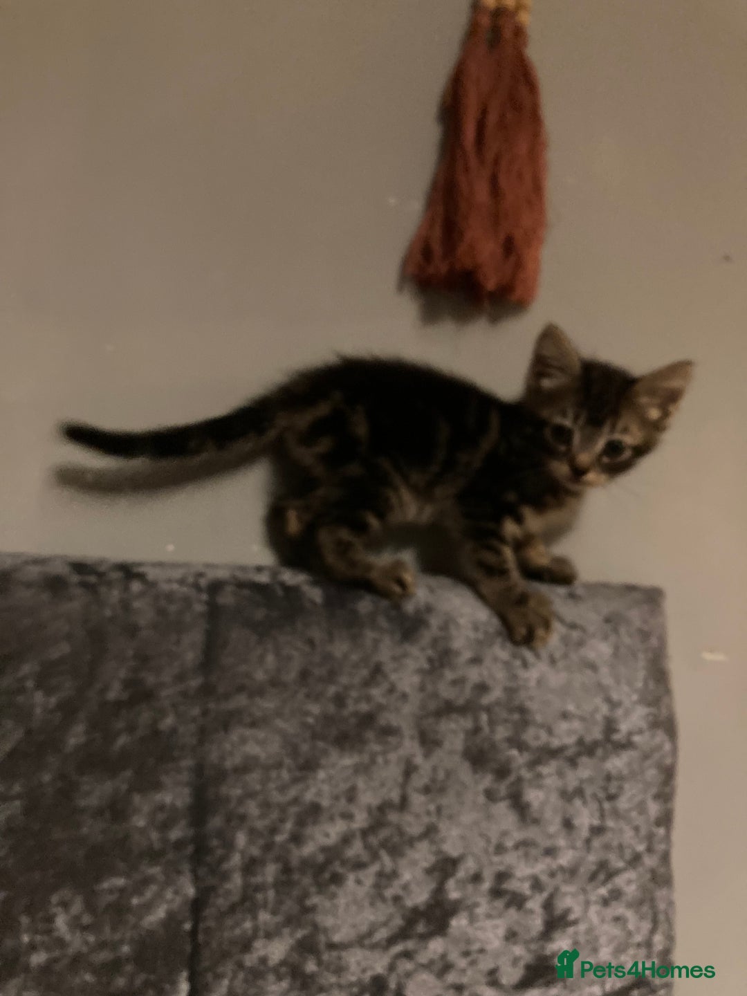 Mixed Breed cats for sale: Beautiful tabby kittens ready to leave  - Image 1