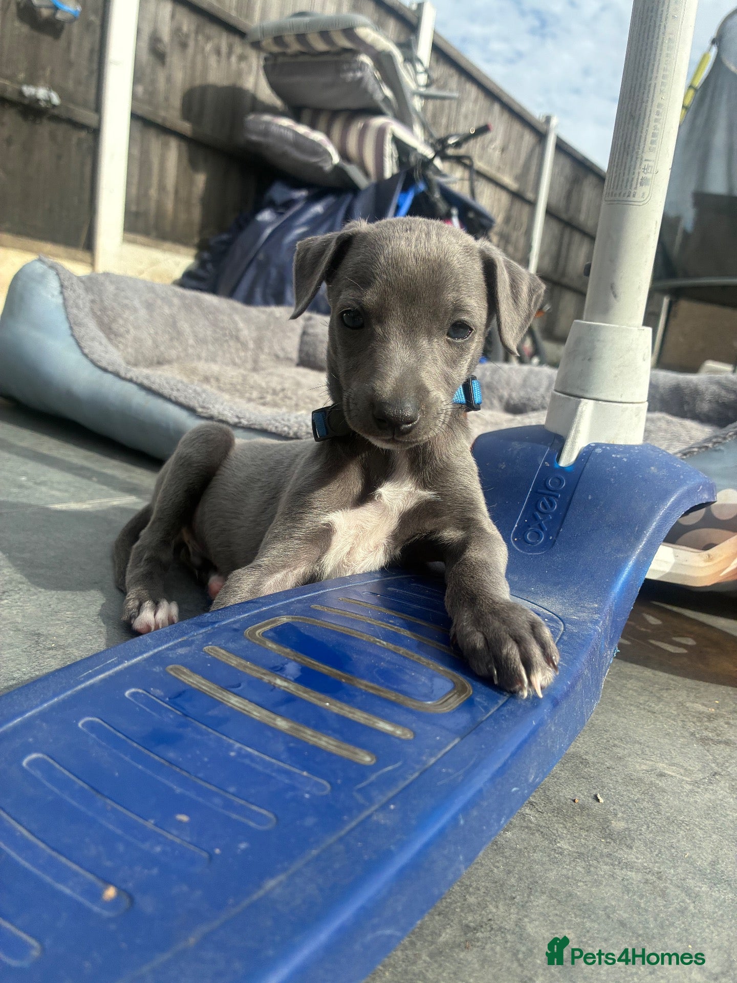 Whippet dogs Blue whippets 💙 1 boy left 🏡🏡 - Advert 4
