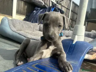 Whippet dogs Blue whippets 💙 1 boy left 🏡🏡 - Advert 4