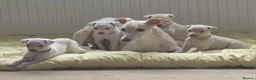 Whippet dogs for sale: Whippet  in Durham - Advert 4