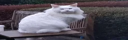 Maine Coon cats for sale: 🐾 Stunning GCCF registered Maine Coon kittens 💕 - Advert 3