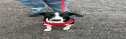 Mixed Breed dogs for adoption: Panda is looking for her forever home  in Newton Abbot - Advert 1