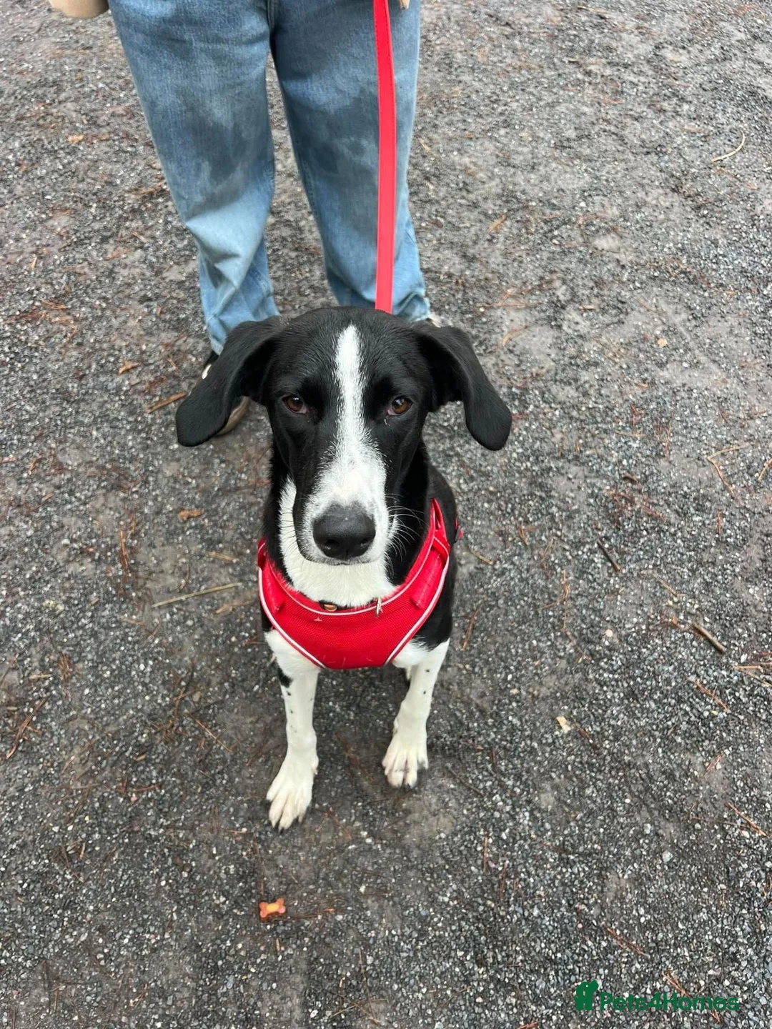 Mixed Breed dogs for adoption: Panda is looking for her forever home  in Newton Abbot - Advert 1