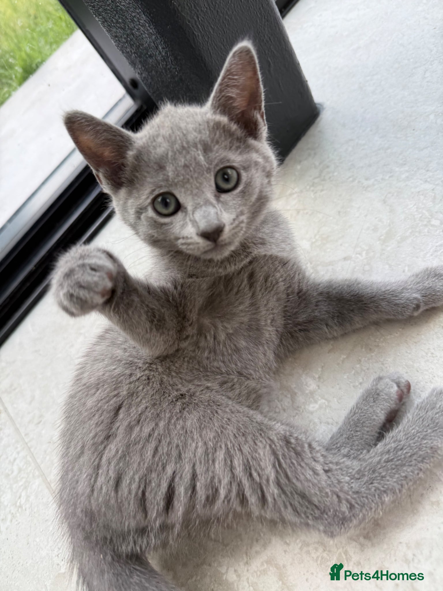 Russian Blue cats for sale: Pure Russian blue kittens with emerald green eyes! in London - Advert 2