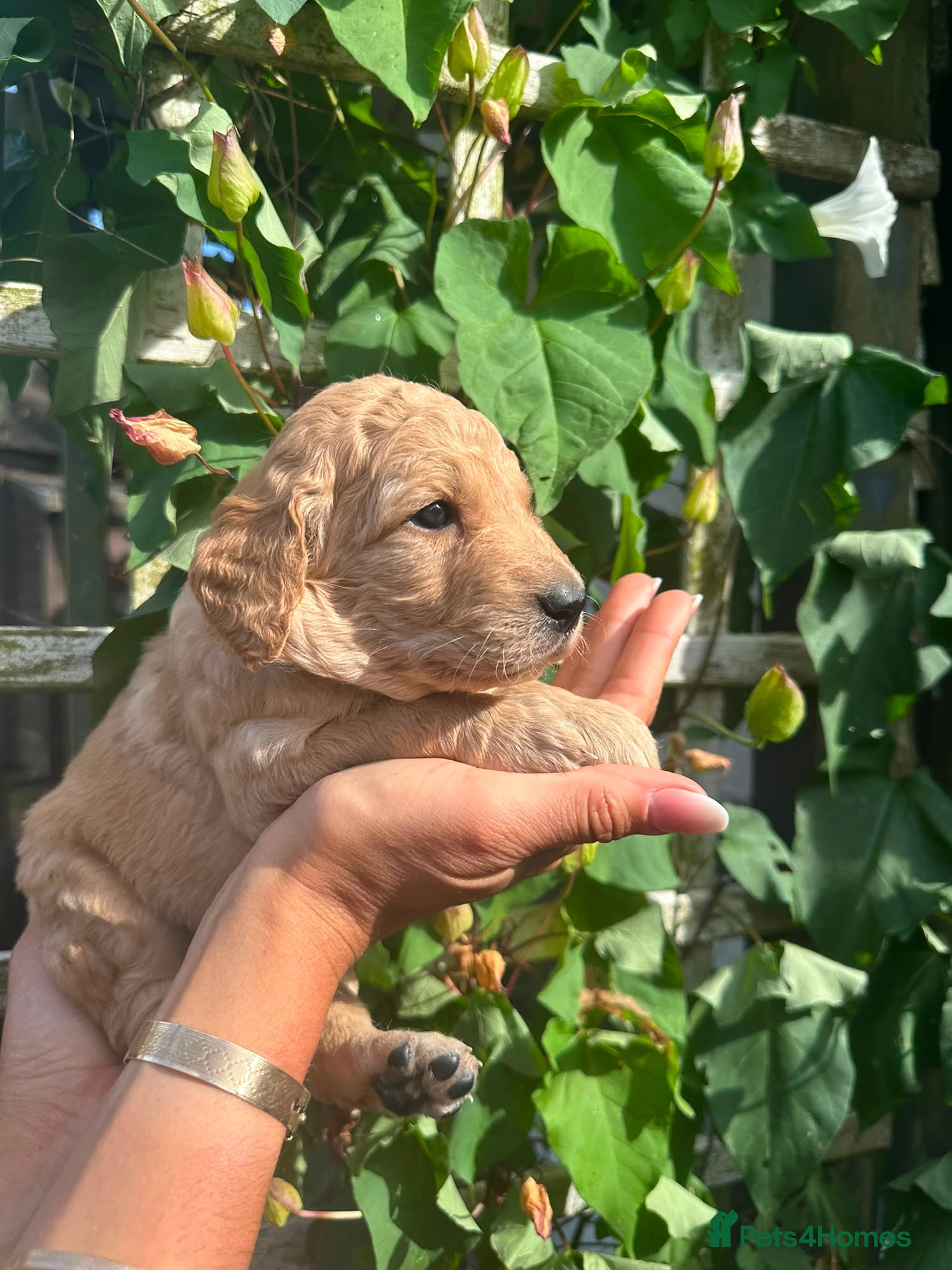 Goldendoodle dogs Beautiful Goldendoodle Puppies Available  - Advert 2