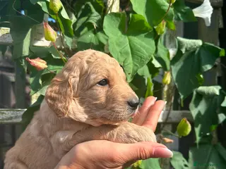 Goldendoodle dogs Beautiful Goldendoodle Puppies Available - Advert 2