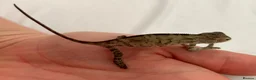Chameleon reptiles for sale: Blue Ambanja Panther Chameleons  - Advert 21