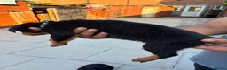 Rottweiler dogs for sale: Fazal  - Advert 9