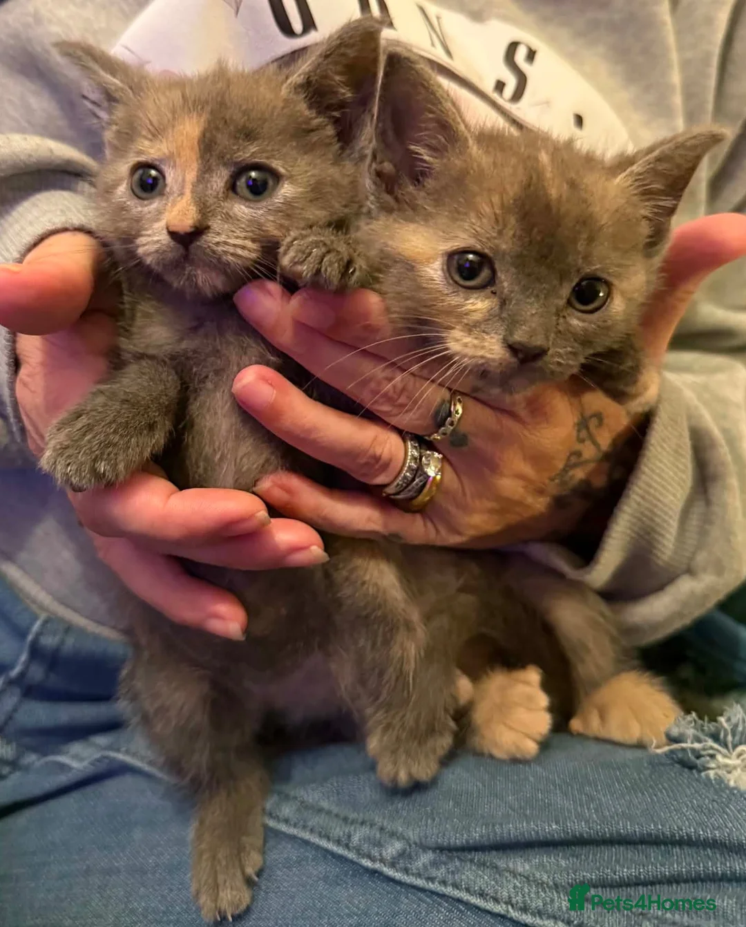 Mixed Breed cats for sale: 2 x grey& beige female kittens ready now  in Lowestoft - Advert 2