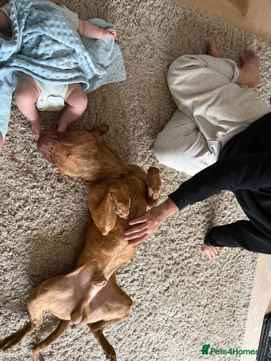 American Bull Staffy dogs for stud: Nelson - Advert 4