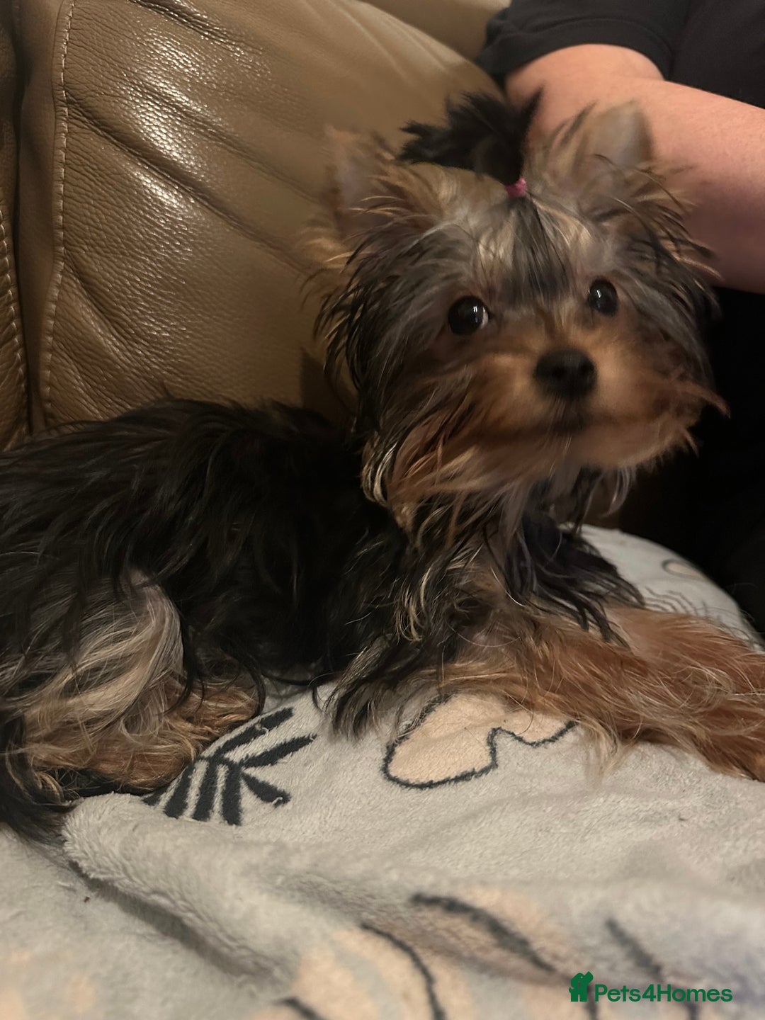 Yorkshire Terrier dogs for sale:  **  Yorkshire Terrier Boys - Advert 7