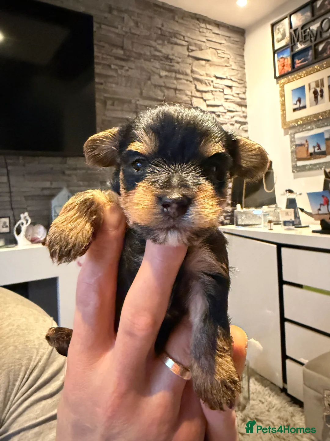 Yorkshire Terrier dogs for sale: York terrier  - Advert 8