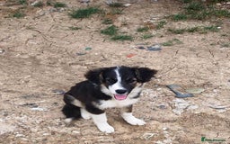 Mixed Breed dogs for adoption: Beautiful & Gentle ADELE needs a Loving Home - Image 5