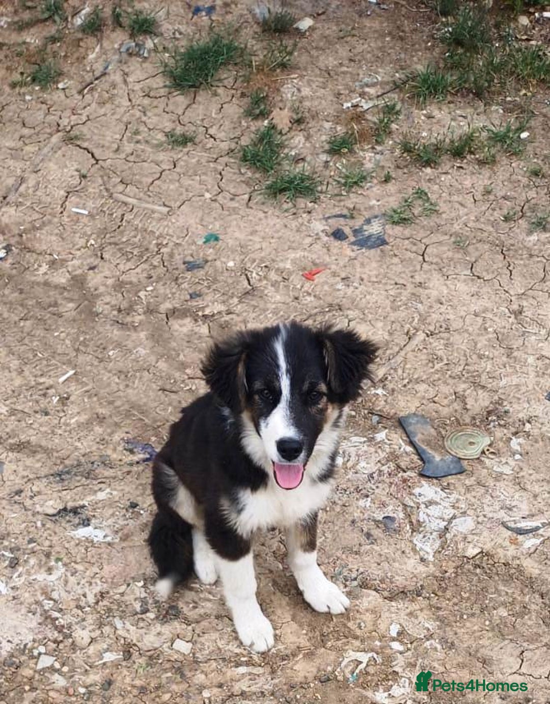 Mixed Breed dogs for adoption: Beautiful & Gentle ADELE needs a Loving Home - Image 5