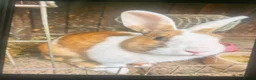 Mixed Breed rabbits for sale: (Leonardo) magpie harlequin and dutch mixed kit in Tamworth - Advert 6